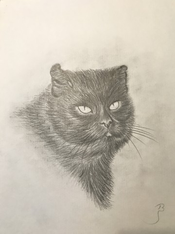 #schwarzerkater